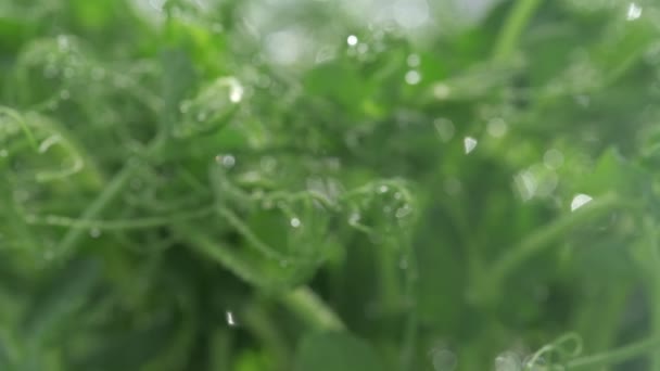 Verse Micro Greens Die Zoete Erwten Kweken Kiemen Voor Gezonde — Stockvideo