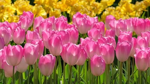 世界最大の花園であるケンケホフの花園に花を咲かせたブルーミングチューリップ オランダのリス 横カメラ — ストック動画