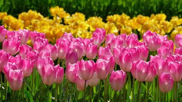 Floraison Des Tulipes Lit Fleurs Près Lisse Pays Bas Panneau — Video