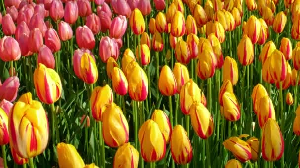 Lit Fleurs Tulipes Rouges Jaunes Roses Fleurs Rapprochées Lisse Pays — Video