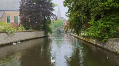 Brugge-Bruges kanalı, arka planda Meryem Ana Kilisesi ve köprünün altından geçen turist teknesiyle yaşlı ağaçların arasında suyla beyaz kuğular üzerinde. Brugge, Belçika