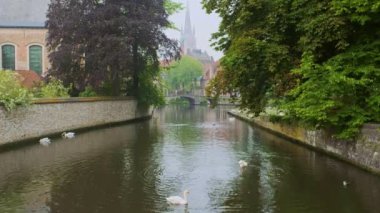 Bruges kanalı, yaşlı ağaçların arasında beyaz kuğular ve Meryem Ana Kilisesi ile birlikte. Brugge, Belçika