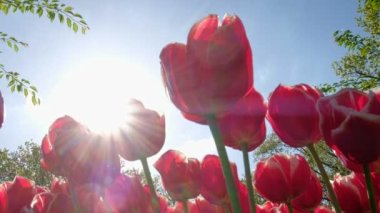 Çiçek açan laleler yakında çiçek açmış. Lisse, Hollanda 'dan. Yatay kamera tavası