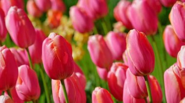 Çiçek açan pembe laleler çiçek tarhını kapatın. Lisse, Hollanda 'dan. Yatay kamera tavası