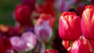 Keukenhof çiçek bahçesinde açan laleler Avrupa Bahçesi olarak da bilinir. Dünyanın en büyük çiçek bahçelerinden biri. Lisse, Hollanda 'dan. Yatay kamera tavası