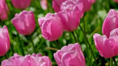 Avrupa Bahçesi olarak da bilinen Keukenhof çiçek bahçesinde çiçek açan pembe laleler. Dünyanın en büyük çiçek bahçelerinden biri. Lisse, Hollanda 'dan. Yatay kamera tavası