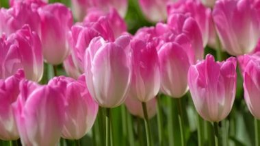 Çiçek açan laleler yakında çiçek açmış. Lisse, Hollanda 'dan. Yatay kamera tavası