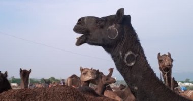 Pushkar mela deve fuarında develer. Pushcar Kamera Fuarı ünlü bir Hint festivali ve deve ticareti fuarıdır. Pushkar, Rajasthan, Hindistan