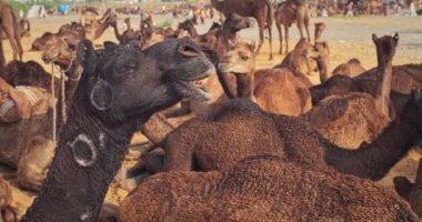 Pushkar mela deve fuarında develer. Pushcar Kamera Fuarı ünlü bir Hint festivali ve deve ticareti fuarıdır. Pushkar, Rajasthan, Hindistan