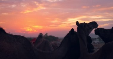 Develer tarlada Pushkar mela deve fuarını takas ediyor. Develer gün batımında çiğniyor. Ünlü Hint festivali. Pushkar, Rajasthan, Hindistan