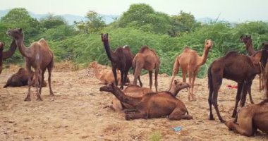 Pushkar mela deve fuarında develer. Pushcar Kamera Fuarı ünlü bir Hint festivali ve deve ticareti fuarıdır. Pushkar, Rajasthan, Hindistan