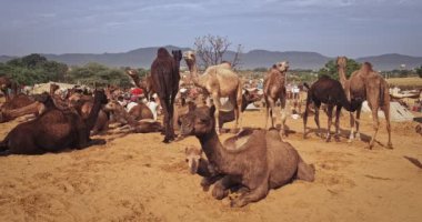 Pushkar mela deve fuarında develer. Pushcar Kamera Fuarı ünlü bir Hint festivali ve deve ticareti fuarıdır. Pushkar, Rajasthan, Hindistan