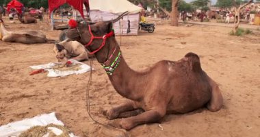 Pushkar mela deve fuarında develer. Develer ticaret, rekabet, gösteri ve performans bekler. Geleneksel Hint festivali Kartik mela 'da sağlıklı evcil hayvanlar. Pushkar, Rajasthan, Hindistan