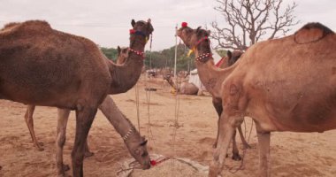 Pushkar mela deve fuarında develer. Develer yer ve çiğner. Ticaret, rekabet, gösteri ve performans geleneksel Hint festivali Kartik mela 'dır. Pushkar, Rajasthan, Hindistan