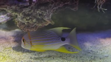 Sailfin snapper Symphorichthys döküntüsü mavi çizgili deniz çipurası balığı sualtında, arka planda mercanlar var.