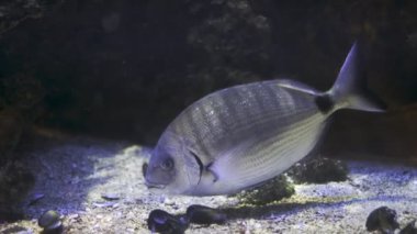 Beyaz deniz kabuğu (Diplodus sargus), denizdeki sargo olarak da bilinir.