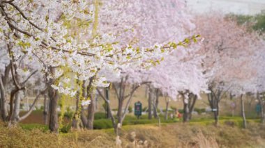 Çiçek açan sakura kiraz çiçeği yakın kadar arka plan bahar, Güney Kore