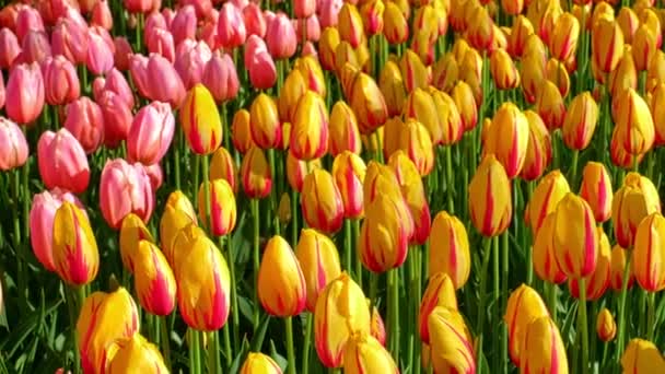 Parterre Tulipes Fleuries Dans Jardin Fleuri Keukenhof Également Connu Sous — Video