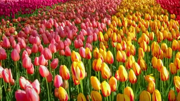 Rozkvetlé Tulipány Těsně Sebe Lisse Nizozemsko Vodorovná Skořepina Kamery — Stock video