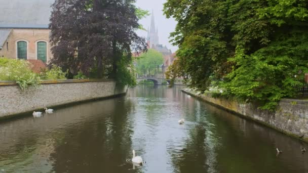 橋の絵のような景色 橋の下を通る背景と観光船で聖母教会と古い木の間の水の上に白い白鳥とブリュージュ運河 ベルギーのブリッジ — ストック動画