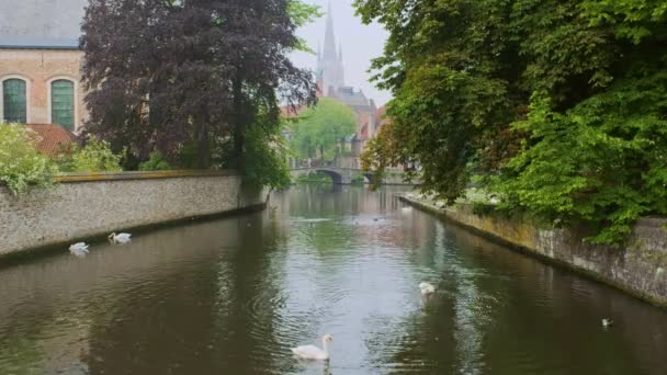 Canal Brujas Con Cisnes Blancos Agua Entre Árboles Viejos Con — Vídeo de stock
