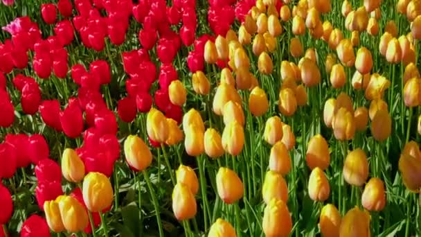 ブルーミングチューリップは ヨーロッパの庭としても知られるケンケホフの花園に花を咲かせました 世界最大の花園です オランダのリス 横カメラ — ストック動画