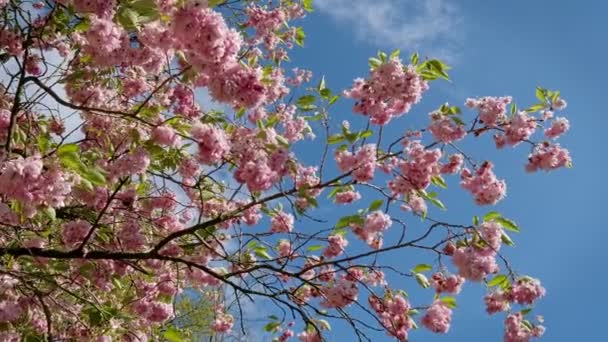 Virágzó Cseresznyefa Keukenhof Kertben Napsütéses Napon Hollandiában Hatálybalépés — Stock videók