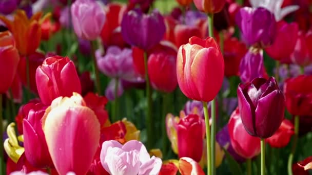 Los Tulipanes Florecientes Florecen Cerca Lisse Países Bajos Zoom Efecto — Vídeo de stock