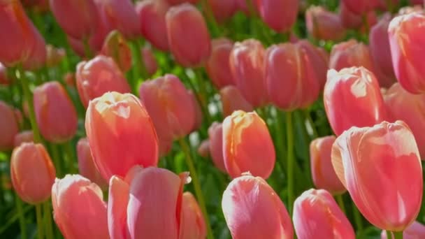 Blühende Tulpen Aus Nächster Nähe Keukenhof Blumengarten Auch Als Garten — Stockvideo