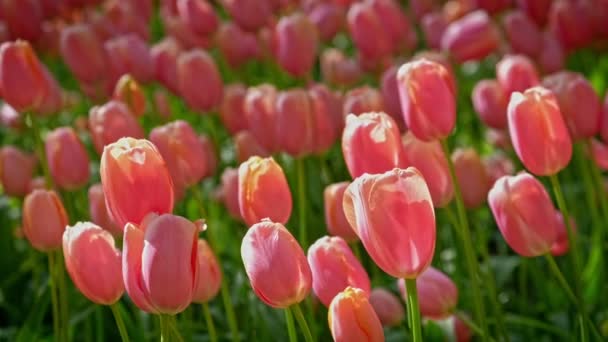Цветущие Клумбы Тюльпанов Близко Лиссе Нидерланды Эффект Масштаба — стоковое видео