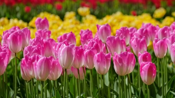 Blühende Tulpen Aus Nächster Nähe Lisse Niederlande Zoom Wirkung — Stockvideo