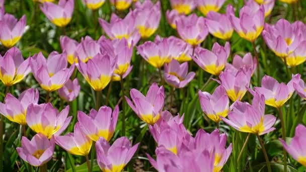 Tulipes Roses Fleurs Tulipa Saxatilis Dans Jardin Keukenhof Des Grands — Video