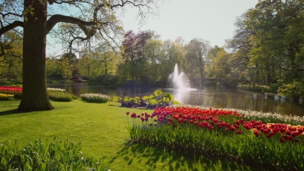 Keukenhof Květinová Zahrada Kvetoucími Tulipány Záhony Fontánou Jedna Největších Květinových — Stock video