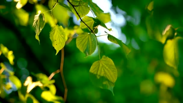 Yazın Gün Batımında Yapraklar Yemyeşil Ağaçla Doludur — Stok video