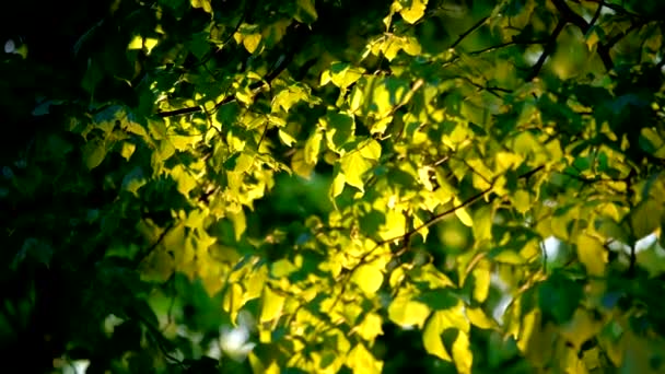 Зелене Дерево Пишне Листя Влітку Заході Сонця — стокове відео