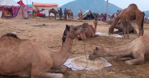 ラクダはフィールドでプシュカル ラクダのフェアを交換します ラクダの日の出に噛む食べている 有名なインドの祭りのカルトメラ プシュカルラジャスタンインド — ストック動画