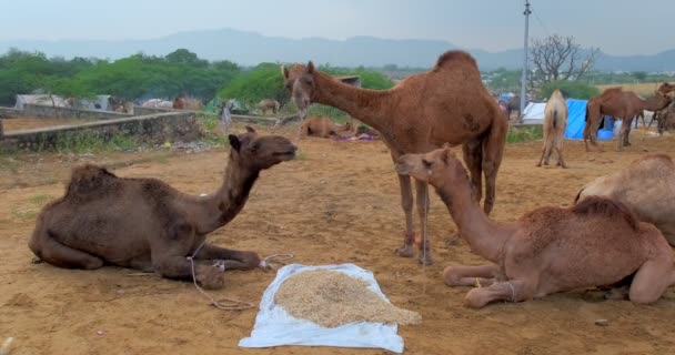 骆驼在田里的普什卡骆驼展示会上互相争斗 骆驼又吃又打传统的印度节庆Rajasthan India — 图库视频影像