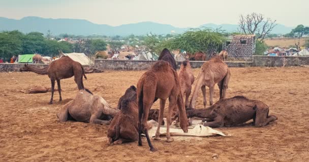 Kameler Pushkar Mela Camel Fair Fält Pushcar Camera Fair Berömd — Stockvideo