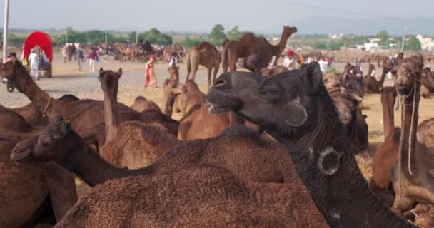 骆驼在田里交易Pushkar Mela骆驼 骆驼在日出时咀嚼食物 著名的印第安节Kartik Mela 印度拉贾斯坦邦普什卡 — 图库视频影像