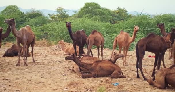Kamelen Pushkar Mela Kameel Beurs Het Veld Pushcar Camera Fair — Stockvideo