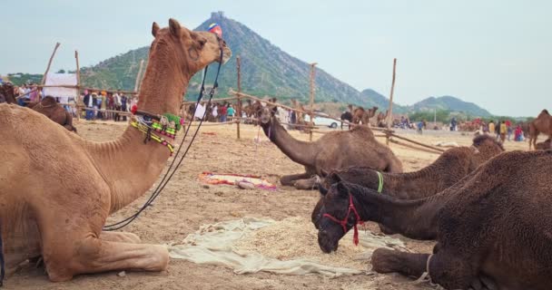 フィールドのプーシュカルラクダフェアのカメル プッシュカーカメラフェアは有名なインドのフェスティバルです プーシュカール ラージャスターン インド — ストック動画