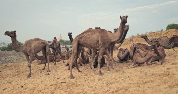 Camelos Feira Camelos Pushkar Mela Campo Pushcar Camera Fair Famoso — Vídeo de Stock