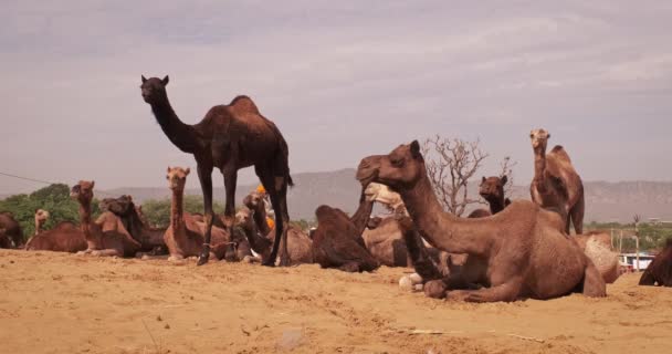 Верблюди Торгують Ярмарком Верблюдів Полі Верблюди Їдять Жування Сході Сонця — стокове відео