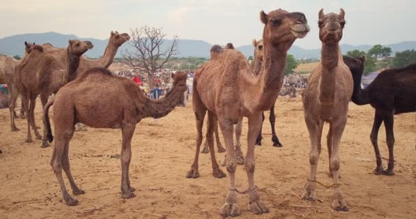 Καμήλες Στο Πανηγύρι Καμήλας Πούσκαρ Μέλα Pushcar Camera Fair Είναι — Αρχείο Βίντεο