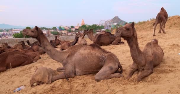 Camels Commerce Pushkar Mela Foire Aux Chameaux Dans Domaine Des — Video