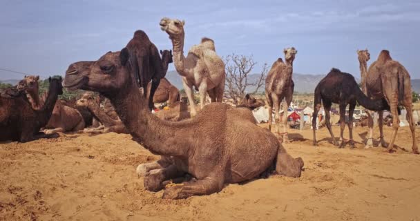 Camelos Feira Camelos Pushkar Mela Campo Pushcar Camera Fair Famoso — Vídeo de Stock