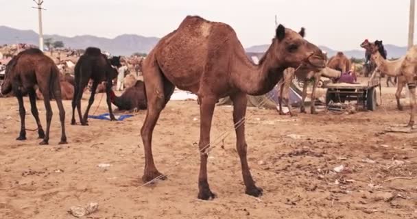 Kameler Pushkar Mela Camel Fair Fält Camel Letar Efter Mat — Stockvideo