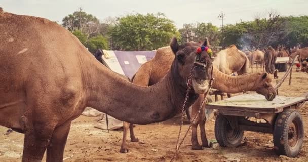 Kamelen Pushkar Mela Kameel Beurs Het Veld Pushcar Camera Fair — Stockvideo