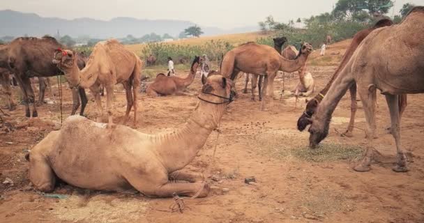 Kameler Pushkar Mela Camel Fair Fält Pushcar Camera Fair Berömd — Stockvideo