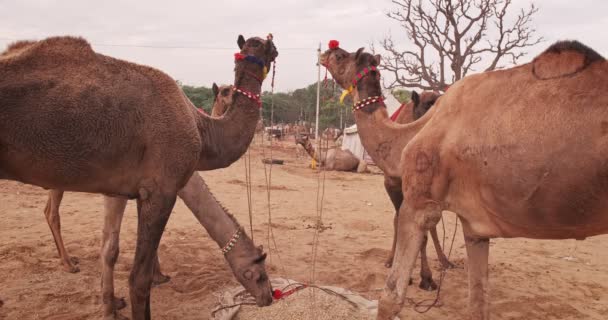 Kameler Pushkar Mela Camel Fair Fält Kameler Äter Och Tuggar — Stockvideo